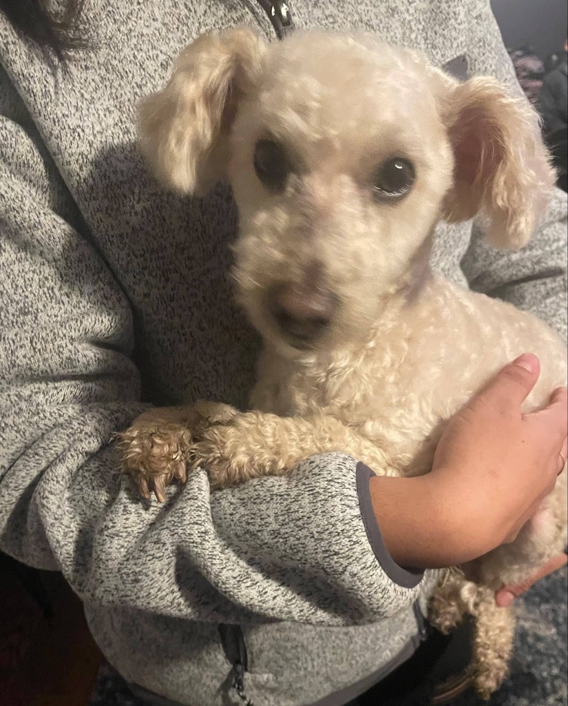 ift.tt/Sxr4B6z #DoYouKnowThisDog? Walnut Ave, #Elgin, #KaneCounty, #IL, 60123.  

Male - Munsterland - White.  Found: 12-29-2022

CONTACT:    
Email:  eaf70522@contact.petfbi.org 

--- Do you have information about this dog? Please contact the owner/finder directly; ti…