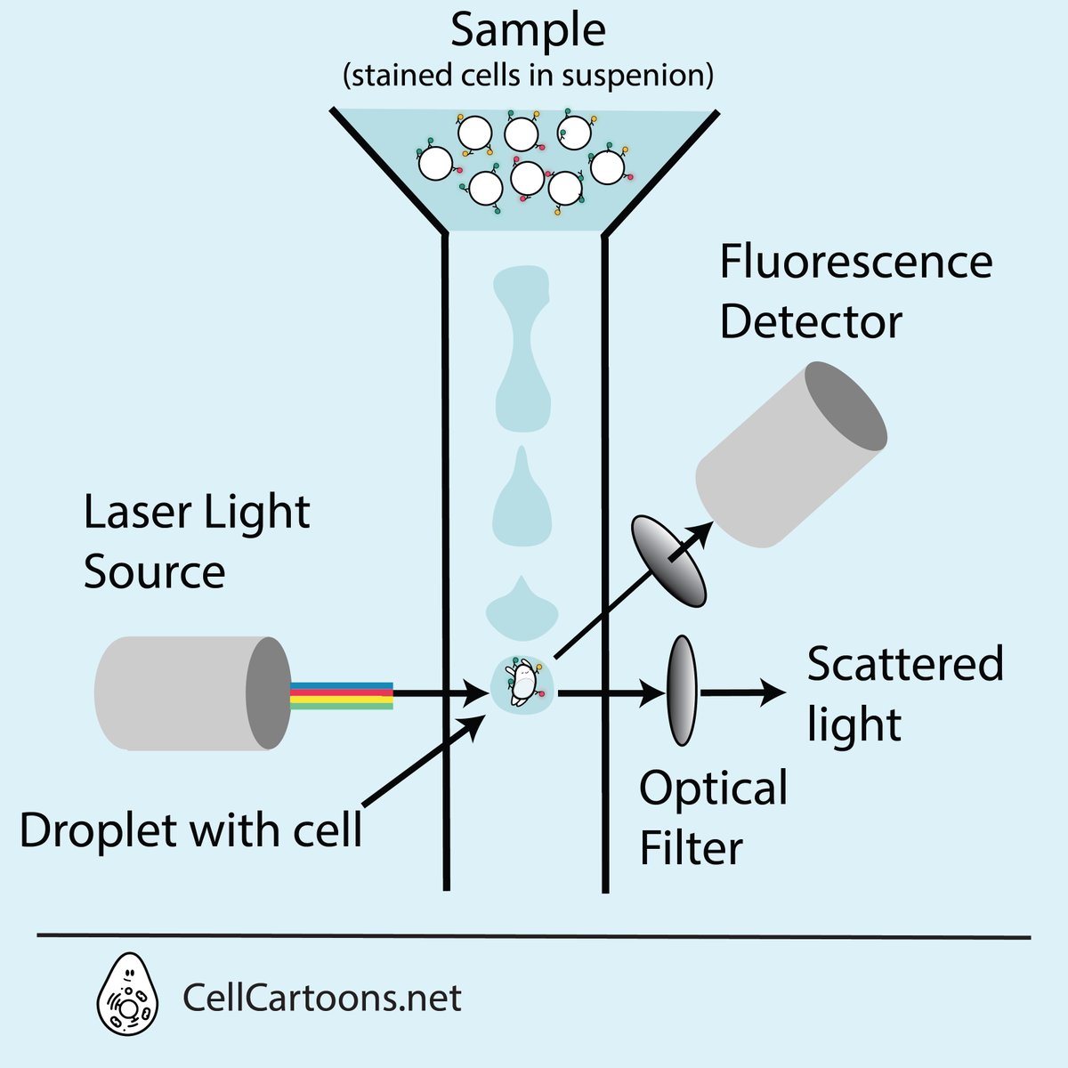 aniux_yvr's tweet photo. I'm adding the F for #Flowcytometry to the ABC of #immunology collection! For this 2023 I wish you are able to collect lots of useful data with the flow cytometer 😃👏 Happy New Year! 🥳
#CellCartoons #sciart https://t.co/WeY4XLkZyQ