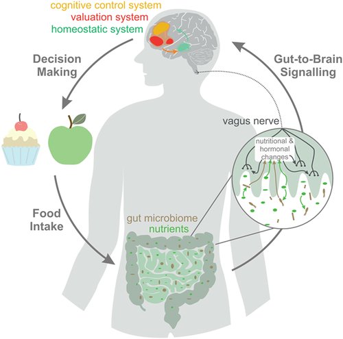 agingdoc1's tweet photo. How we decide what to eat: Toward an interdisciplinary model of gut–brain interactions

https://t.co/OnxYnzpRWH https://t.co/cZA8aYA6o0