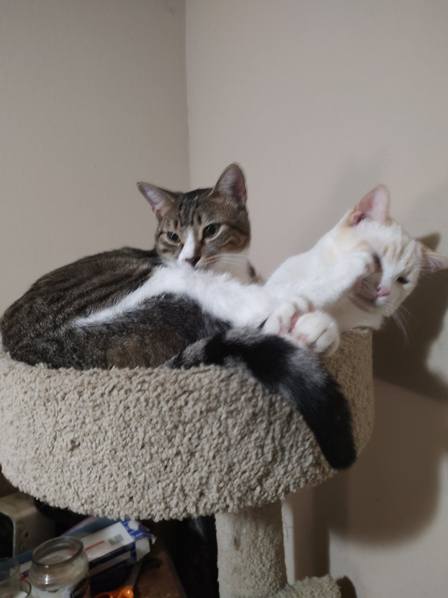 imkittenjack's tweet image. What do you do when you want your brother to move out of the spot you want? Well, you put your foot in his face, of course. 😂🤣😂 By the way, it worked. #catsoftiktok #CatsOfTwitter #FelineFriday #cute #PictureOfTheDay #funnycats 😂🤣😂