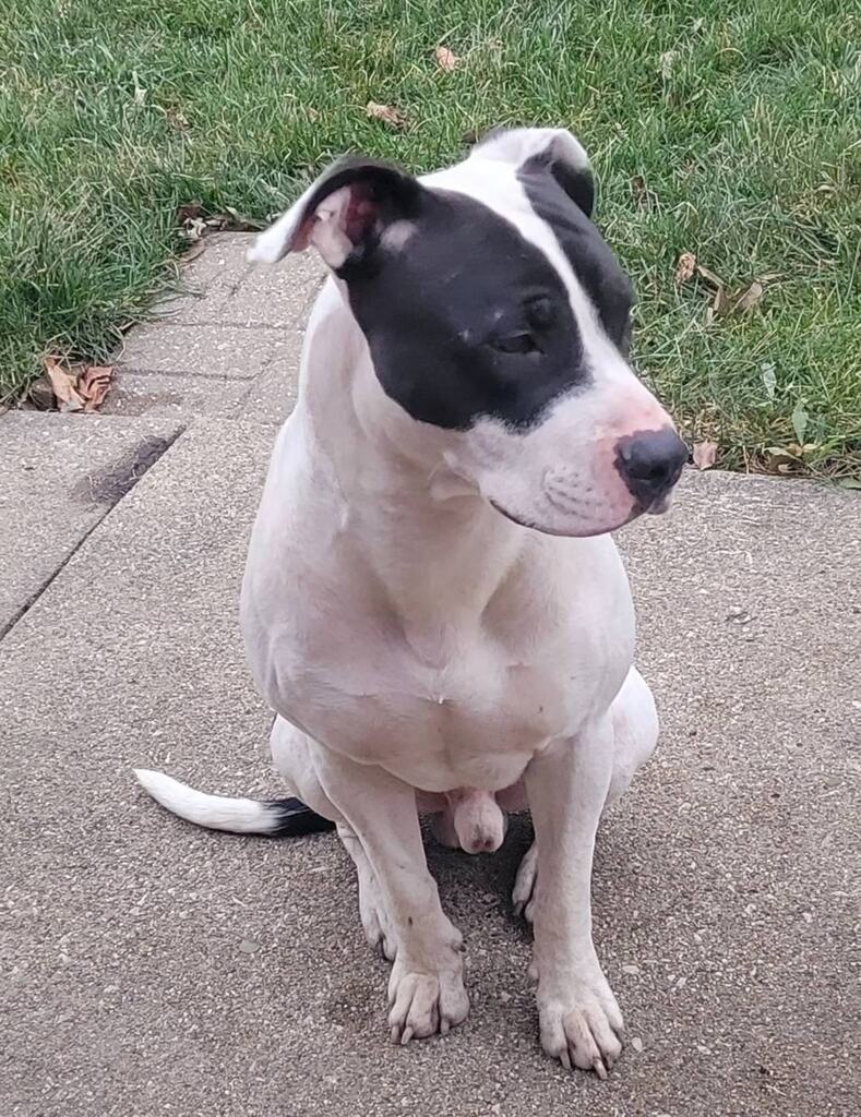 ift.tt/C5qHtXo #DoYouKnowThisDog? (S Kenneth Ave near 59th) #WestElsdon #Chicago #CookCounty #IL 60629  

Male - American Staffordshire Terrier/Pit Bull Terrier - White/Black  #Found:  12/30/22

CONTACT:    
Email:  a546e03f@contact.petfbi.org 

--- Do you have informa…