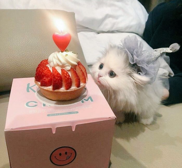 Thank you so much for your birthday wishes, everyone!! They have made me very happy today! I am going to try to stream some Animal Crossing birthday festivities and chat for a bit later tonight after eating dinner. Please join me if you are able! 🎉 🍰 ❤️