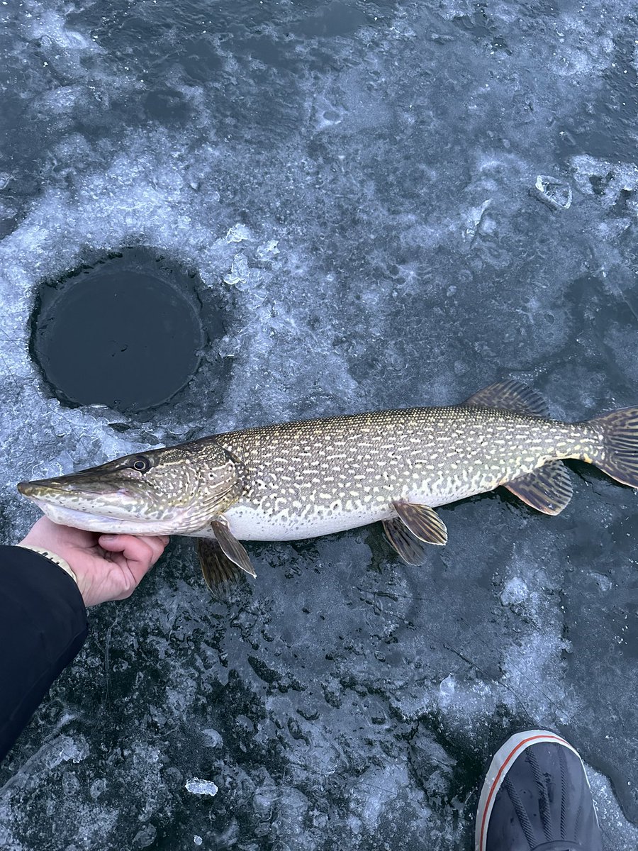 Doug Bartels MD tweet media