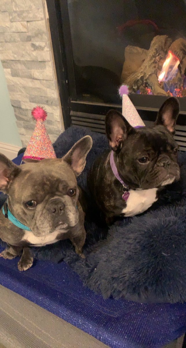 My little party animals! Truly, my kind of party animals!!! I love them so much! #PartyAnimals #Frenchies #FrenchBulldogs