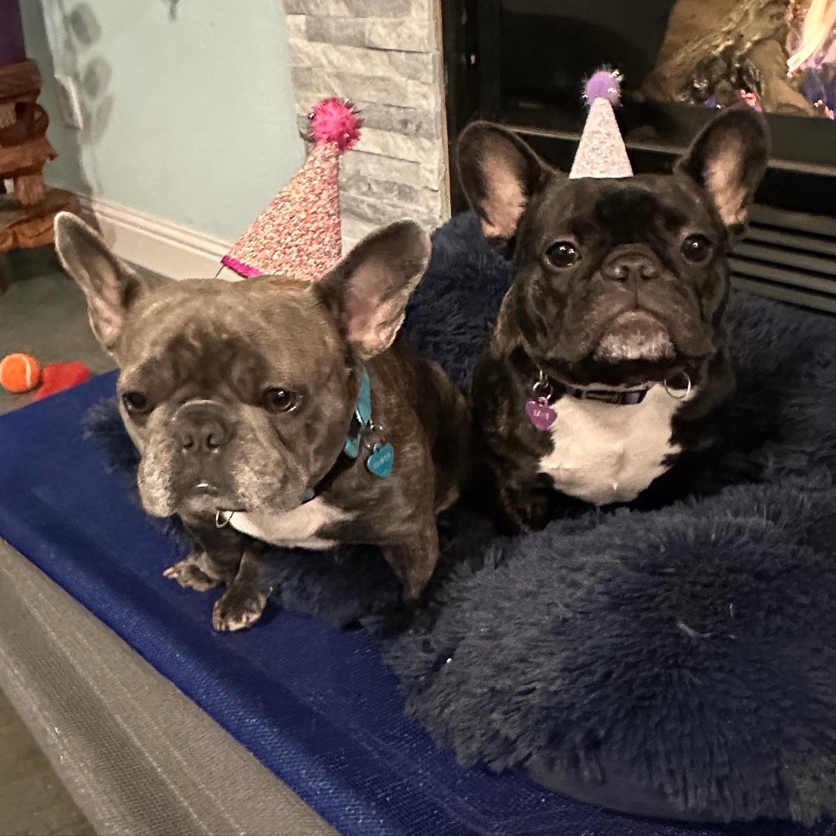 MiniRowRow's tweet photo. My little party animals! Truly, my kind of party animals!!! I love them so much! #PartyAnimals #Frenchies #FrenchBulldogs https://t.co/30gzrrDtU7