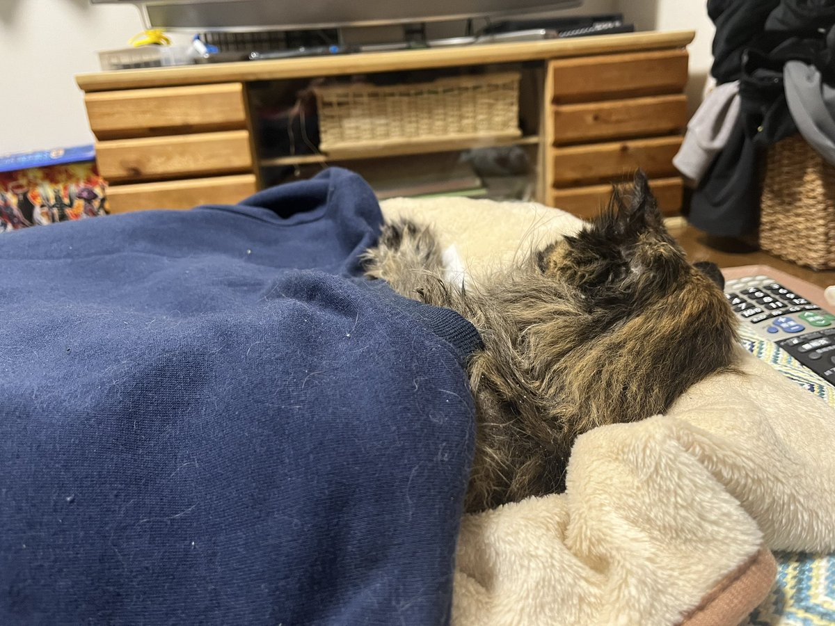 Watage826's tweet photo. 仕事を納めてのんびりしてたところに、実家のねこが立ち上がれなくなったとの連絡が入り 急いで実家に帰ってきた。もう全然動けないけど 抱っこしてあげたら水は飲んでる。何度も涙が出るけど もう20年生きてるんだもん。疲れる日だってあるよね。ゆっくりゆっくり過ごそうね。 https://t.co/552D1PtCvN