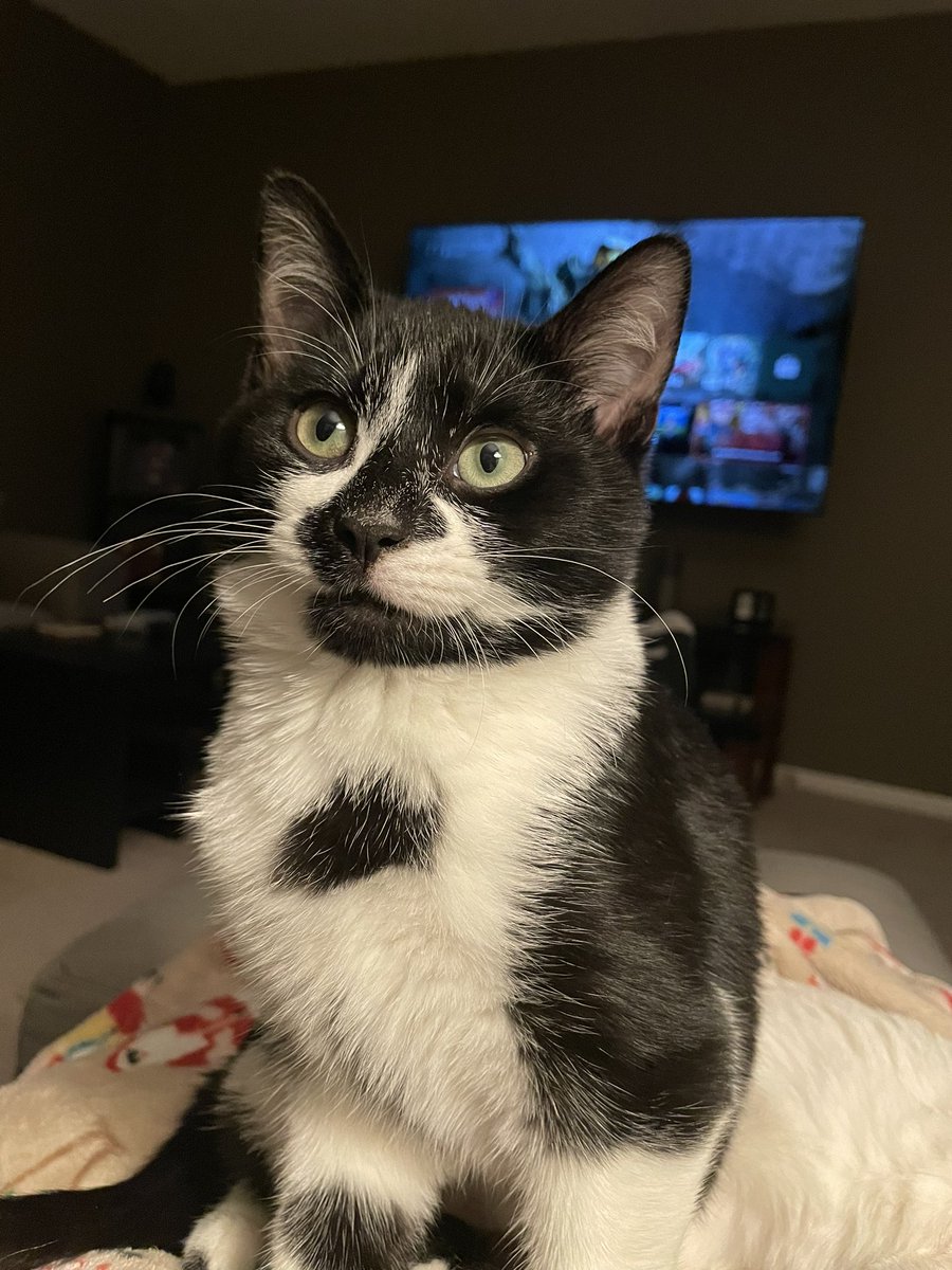 Aluminum54's tweet photo. Sorry, I couldn't make it to dinner tonight, I got caught up in things... @TheUSDAChoice @Osu16Bit #catdad #icantmove https://t.co/1Y330TCnaP