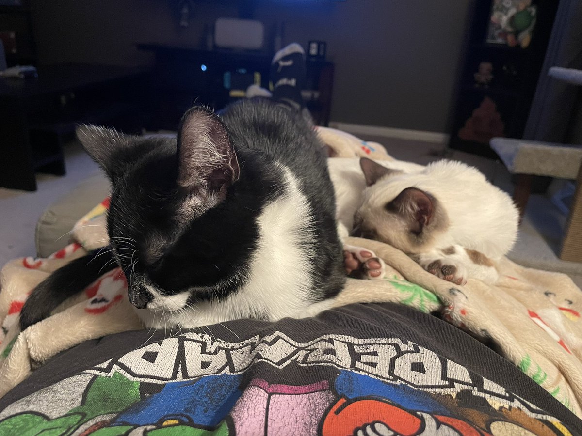 Aluminum54's tweet photo. Sorry, I couldn't make it to dinner tonight, I got caught up in things... @TheUSDAChoice @Osu16Bit #catdad #icantmove https://t.co/1Y330TCnaP