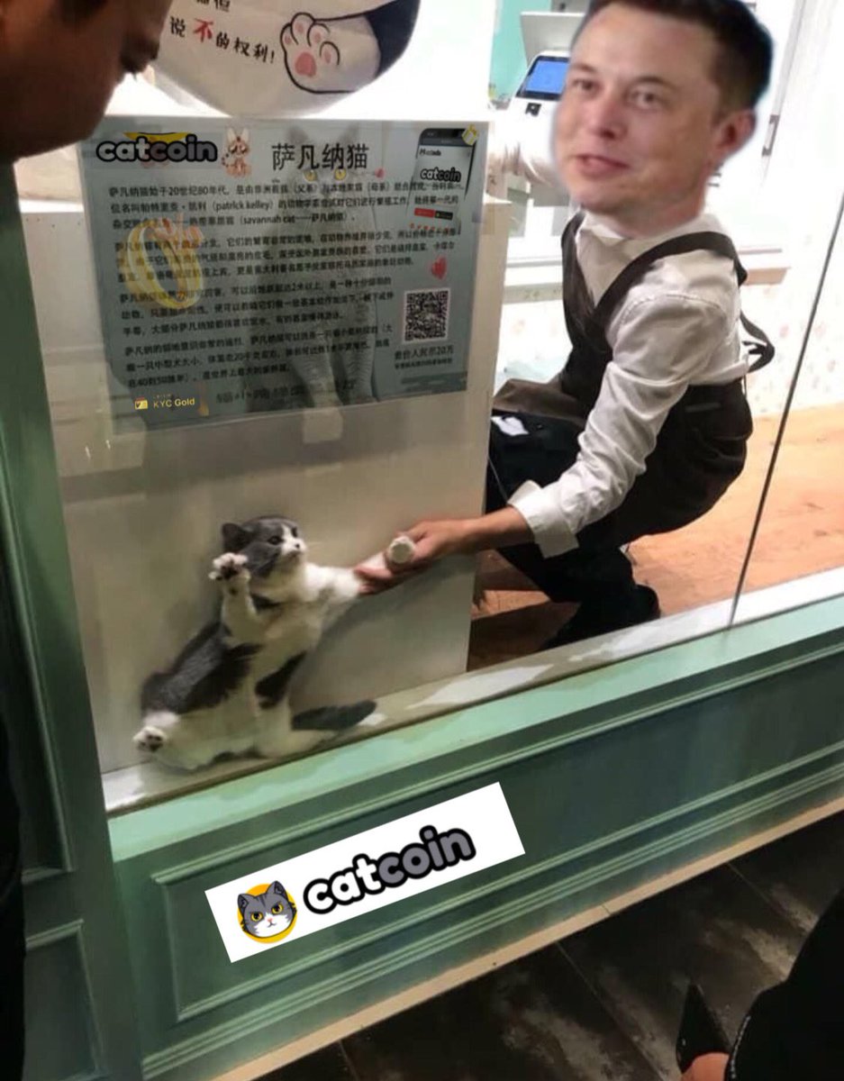 whyalmond's tweet photo. @officialcatcoin My entry @officialcatcoin #Hoshimeme #catcoin #catcoinarmy #Memes

@AmeeZhou9 @Bahraul05 https://t.co/iRG1SlYFuF