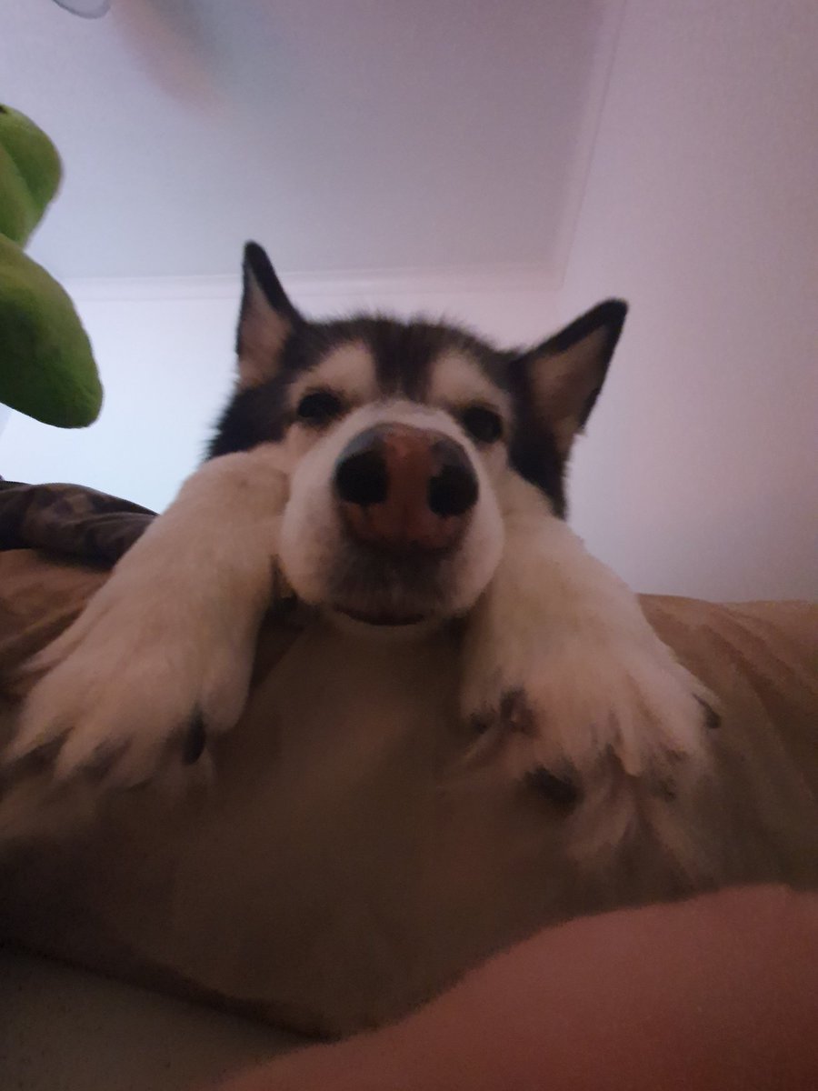 eeviar's tweet image. shes my silly little lady