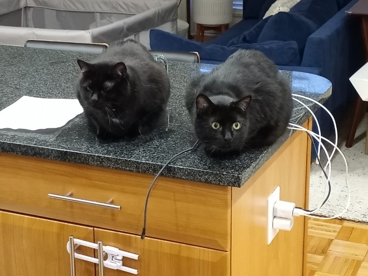 BuckyKatt's tweet image. Lyra and Sisko eagerly await the new year. Or maybe #Caturday. Or maybe just dinner. #jerseycats #catsofnewjersey #catsoftwitter #blackcats