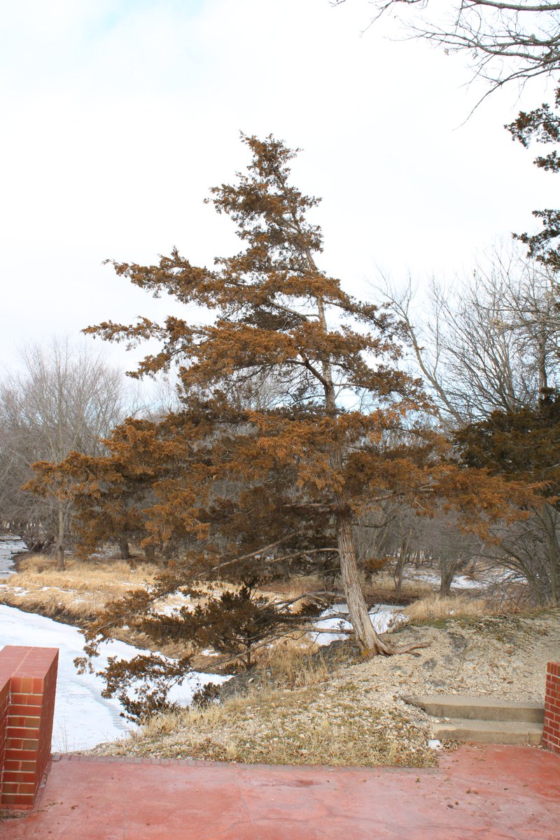 bluejayrock's tweet photo. Even in the dead of an Iowa winter, with most of the windows boarded up, Cedar Rock still stands as a structural masterpiece, can't wait to get back in the summer again #IowaStateParks #FrankLloydWright https://t.co/nFvGv1Q3bD