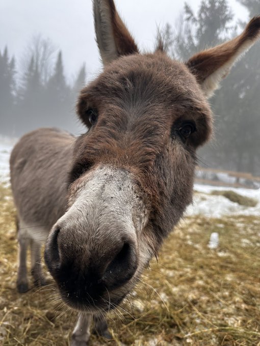 Donkeys are agents of chaos and cannot be trusted. https://t.co/zLdYCZc5Et