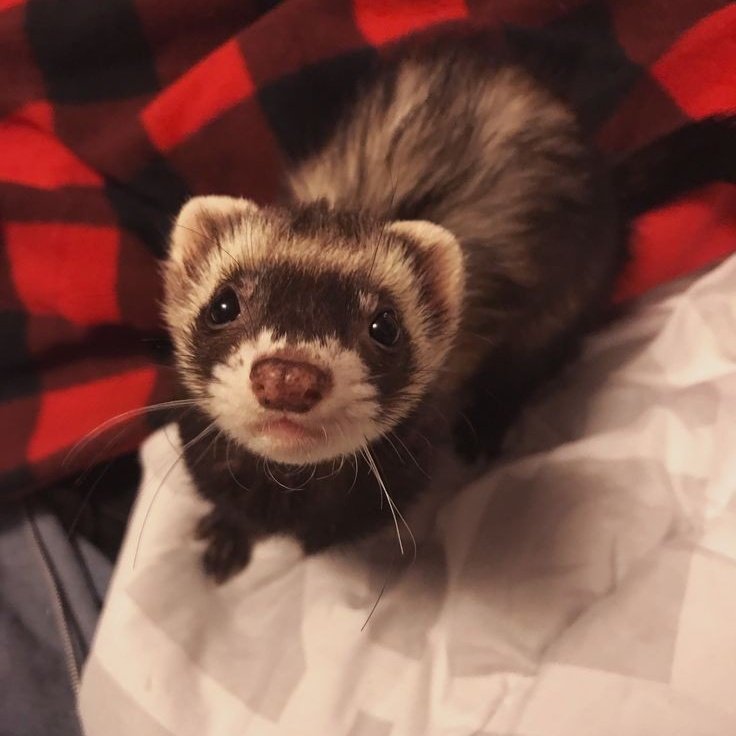 habéis visto a mi hurón?? se llama kafka 💞💖💓💓💖💖💞