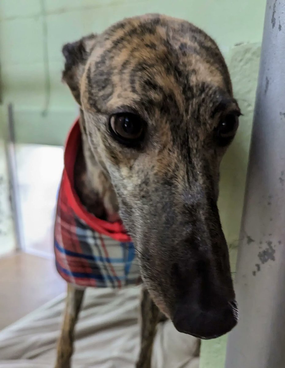 ☘️ Welcome to Sugar! Sugar is a 3 year old retired racer from Ireland. She will be adoptable as soon as we address any medical needs and get to know her in a foster home. #Greyhounds #IrishGreyhounds