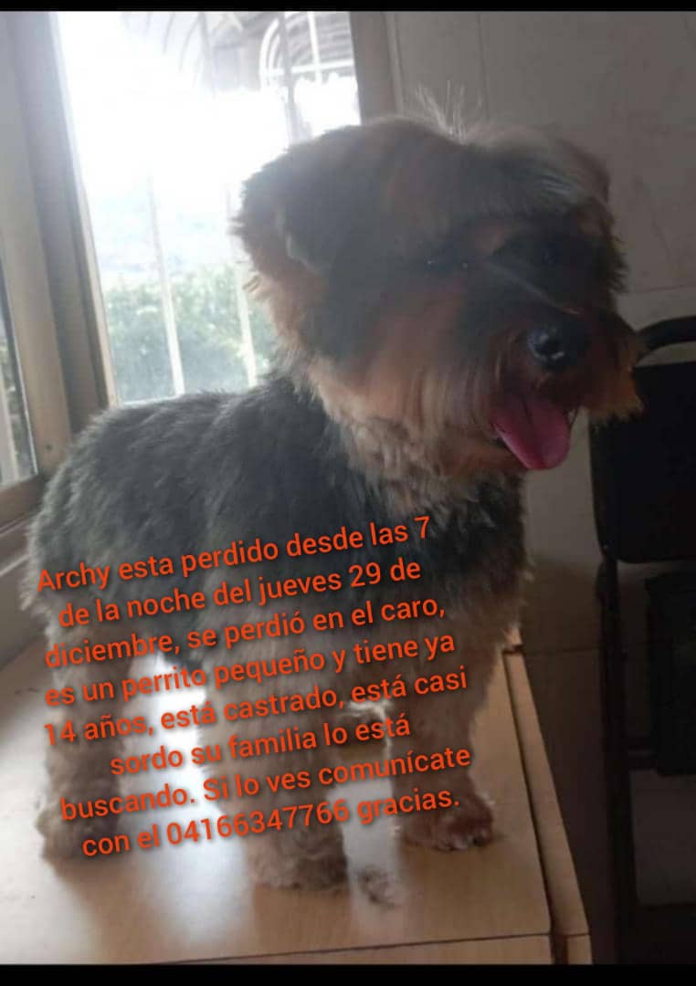 Me lo pasaron por Wp. El perrito de la foto se perdió por El Faro San Antonio de los Altos. Información en la imagen. Gracias por rt.🐶
