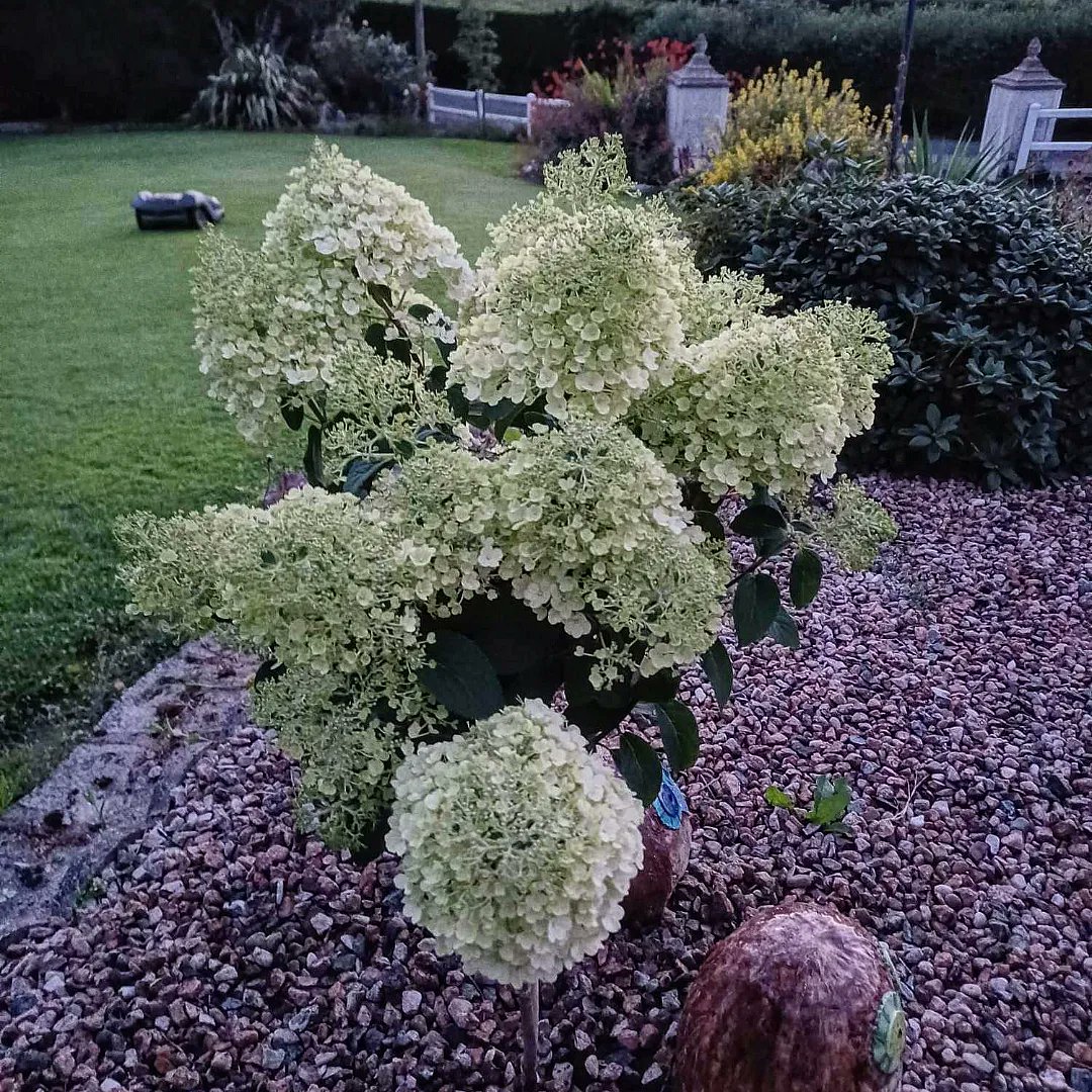 magsaquinn's tweet photo. The same hydrangea paniculata... summer and winter blossom, I think still pretty now.... #Hydrangeas #paniculata #booboo #plants #GardenersWorld #gardening #NatureBeauty #somewhereinIreland https://t.co/NmaEAYskL7