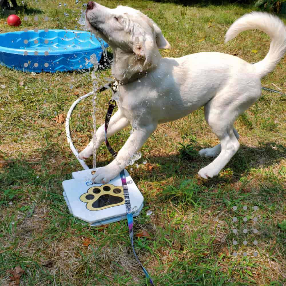 ShopperWalls_'s tweet photo. Pet Feeding &amp; Watering online: don’t miss tempting offers https://t.co/yFJiUH26R4