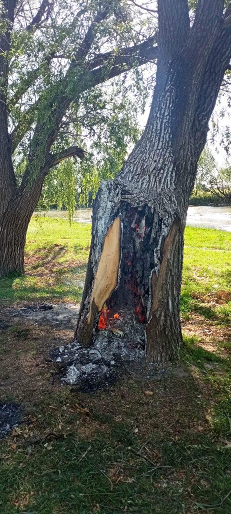 PatricioBonfant's tweet photo. #MuyTriste
Recibimos imágenes de nuestra costanera y el daño que provocan a los árboles en nuestros espacios verdes!!!! 
Genera impotencia y bronca que no cuiden lo nuestro!!! https://t.co/BP0eXHWOOb