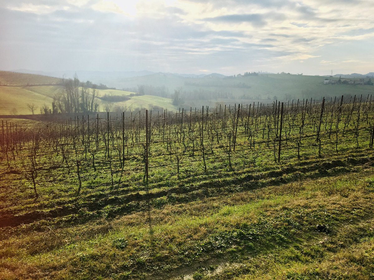 BesWinery's tweet photo. Un altro inverno mite #bes #bereesognare #naturalmonferrato https://t.co/UkRvMQPJ2O
