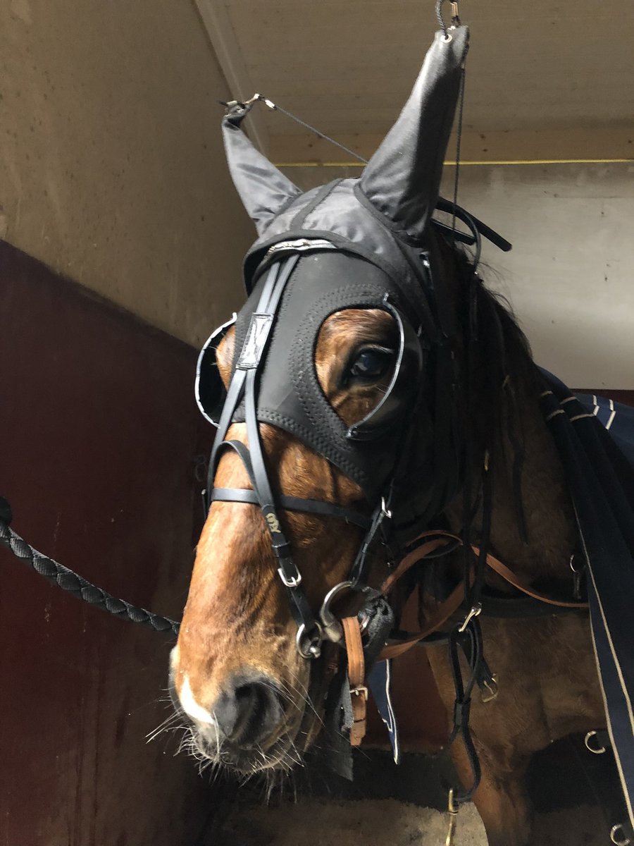 UllaMerilainen's tweet photo. Hienosti Minttu maaliin toisena junnuohjastajalähdössä👍🐴 Hyvä Minttu ja Kaisa❣️🐎 Porkkanaa saa tietty palkaksi🥕 #ravit #mamichulo https://t.co/HT2YXuxusa