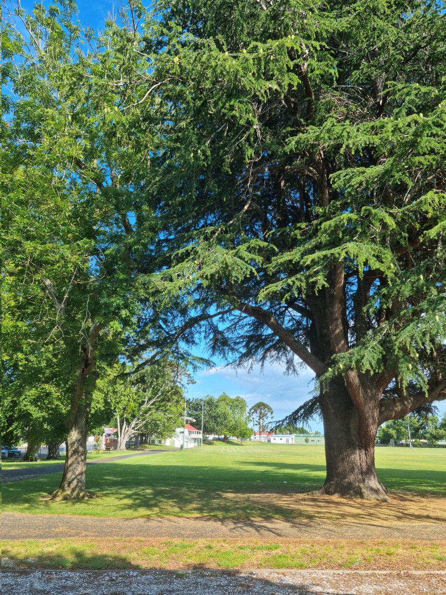 NZAllison's tweet image. On my way to Waihi Beach I've stopped at Paeroa Domain for a coffee &amp;amp; a Danish. I know the place well. My grandparents lived here, I ran races on that track for the Thames Valley Athletic Club and watched my nephew play against the Swamp Foxes.
#Paeroa
#SwampFoxes
#ThamesValley