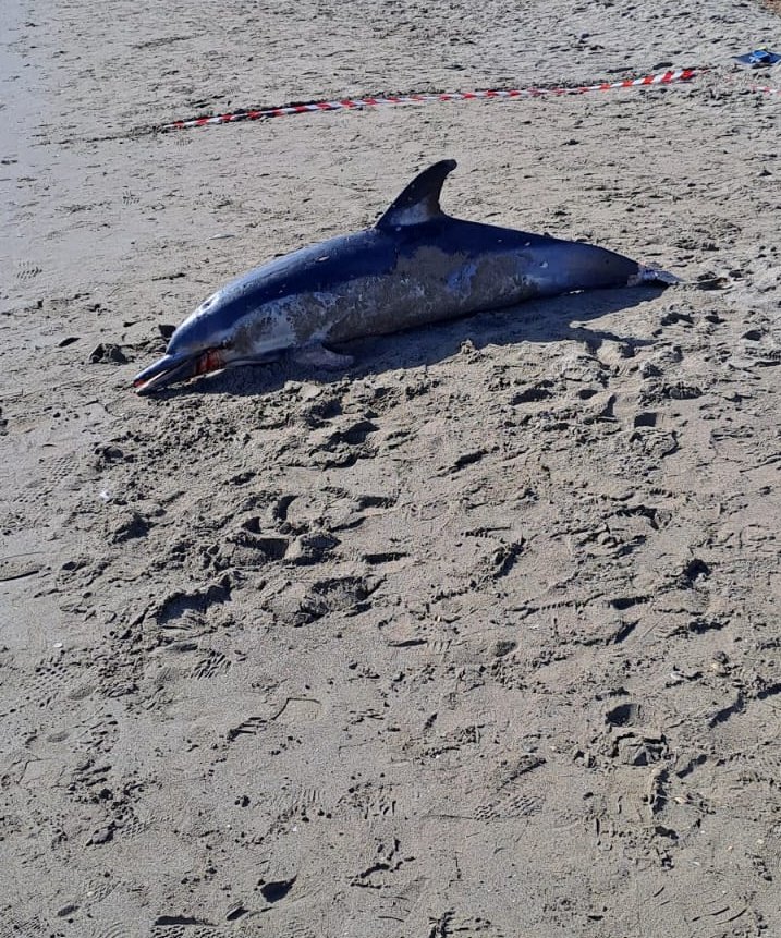 ⚠️Unsightly Images
Sad news arrives from our Nautilus #CitizenScience network
Beached Common dolphin #Delphinusdelphis found dead in #Benalmadena
Photo/Sighting credit:Shanaya Sheriff 
COD: Unknown at present - rostrum entangled in fishing line 
Spot it👀Snap it📷Map it📌
#NEMO