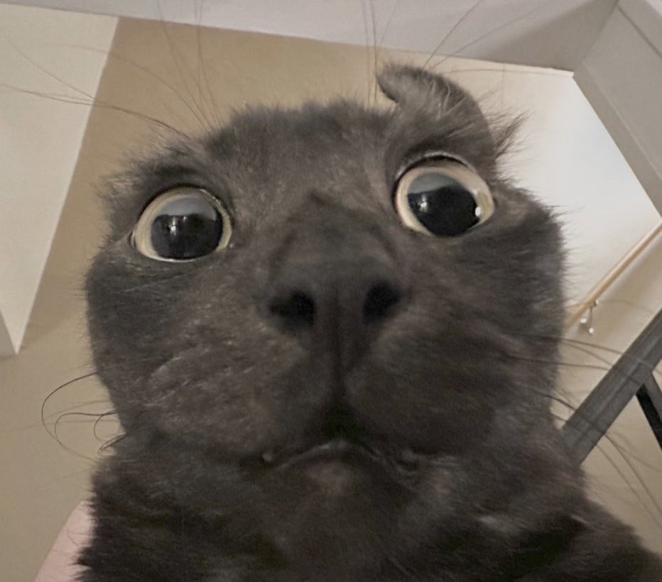 DrupuI's tweet photo. @LookItzSunny Meev https://t.co/Wz7iZxtoU3