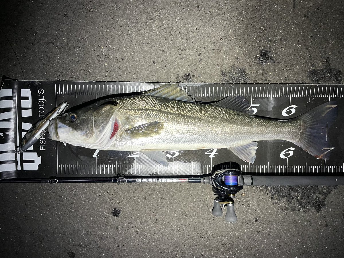 namatamanama's tweet photo. この前回収したSHADOWのリップ切ったやつ。🙏☺️
#鱸通信
#seabass
#BOMBADA
#Lutador55
#RAPALA
#SSDR
#quadfishingtools https://t.co/uMLnWJYiPU