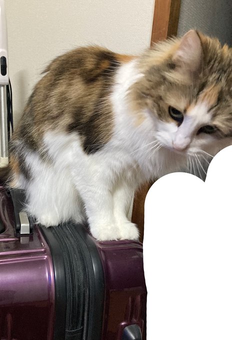 キャリーケースの守護神 