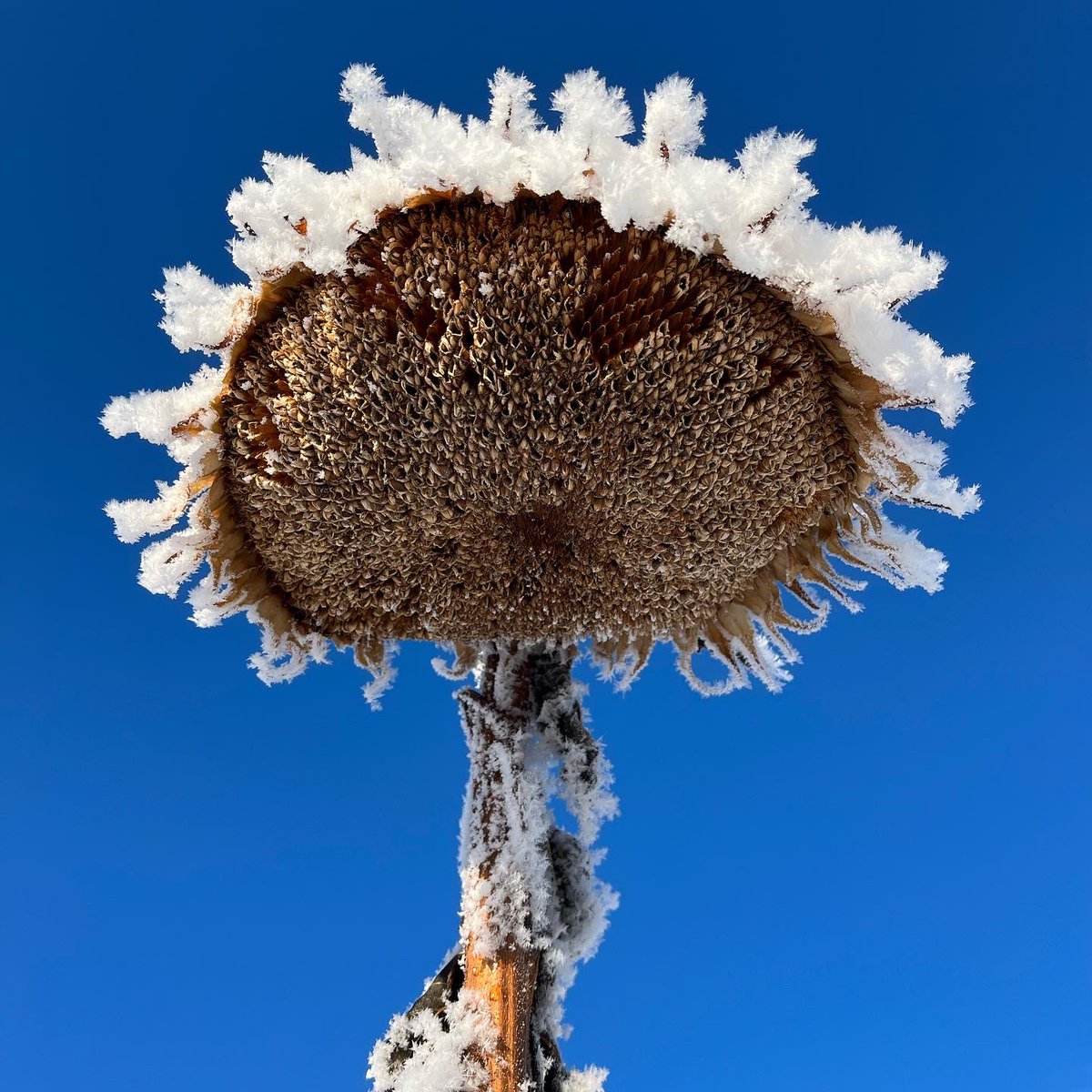 jjpsays's tweet photo. Took the kids out snowmobiling today, the frost is just so beautiful https://t.co/oUV7YMHMtM
