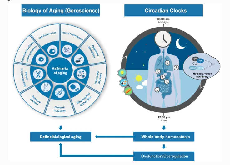 HealthyFellow's tweet photo. Impact of #insomnia on #frailty &amp; hallmarks of #aging 

https://t.co/sY7FKoN6ow 

Attn: @_atanas_ @_INPST @ScienceCommuni2 @DHPSP @DrPalmquist @EwingT_PhD @SatchinPanda @davidasinclair @robbwolf @DrGustavoDuque @agingdoc1 @JH_Memory_Aging @chydorina @LongevityCtr @AgingWellHub https://t.co/GJtzgrSMwj