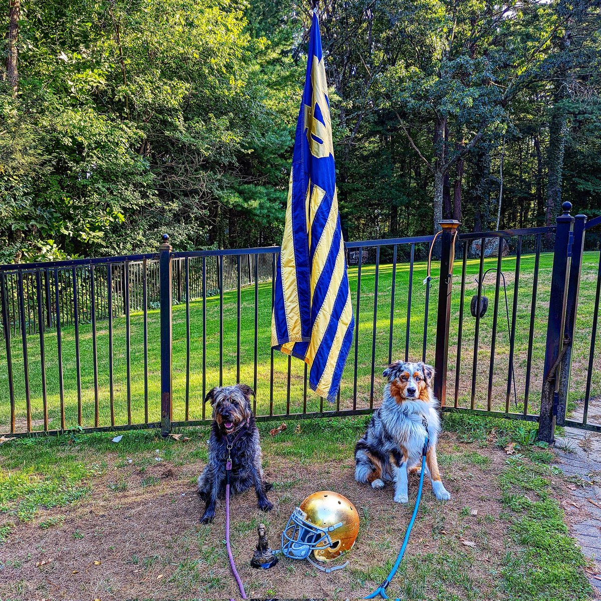 GillsiesGoons's tweet photo. #GameOn #GoIrish βοΈ π #BeatCocks https://t.co/pAJkFUGOj2
