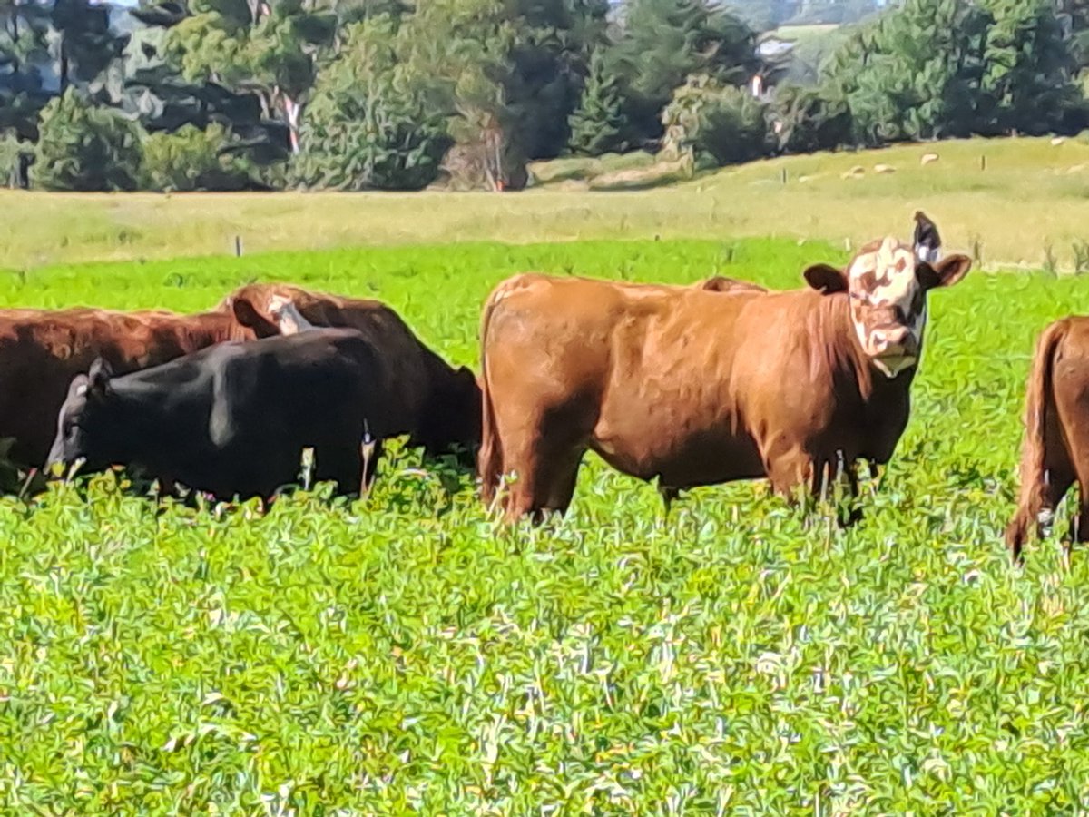 CharollaisRams's tweet photo. 15-16 month bulls powering ahead on #force4 lucernce #oakdon meadow fescue. #Lochee https://t.co/mAWkv5FY8c