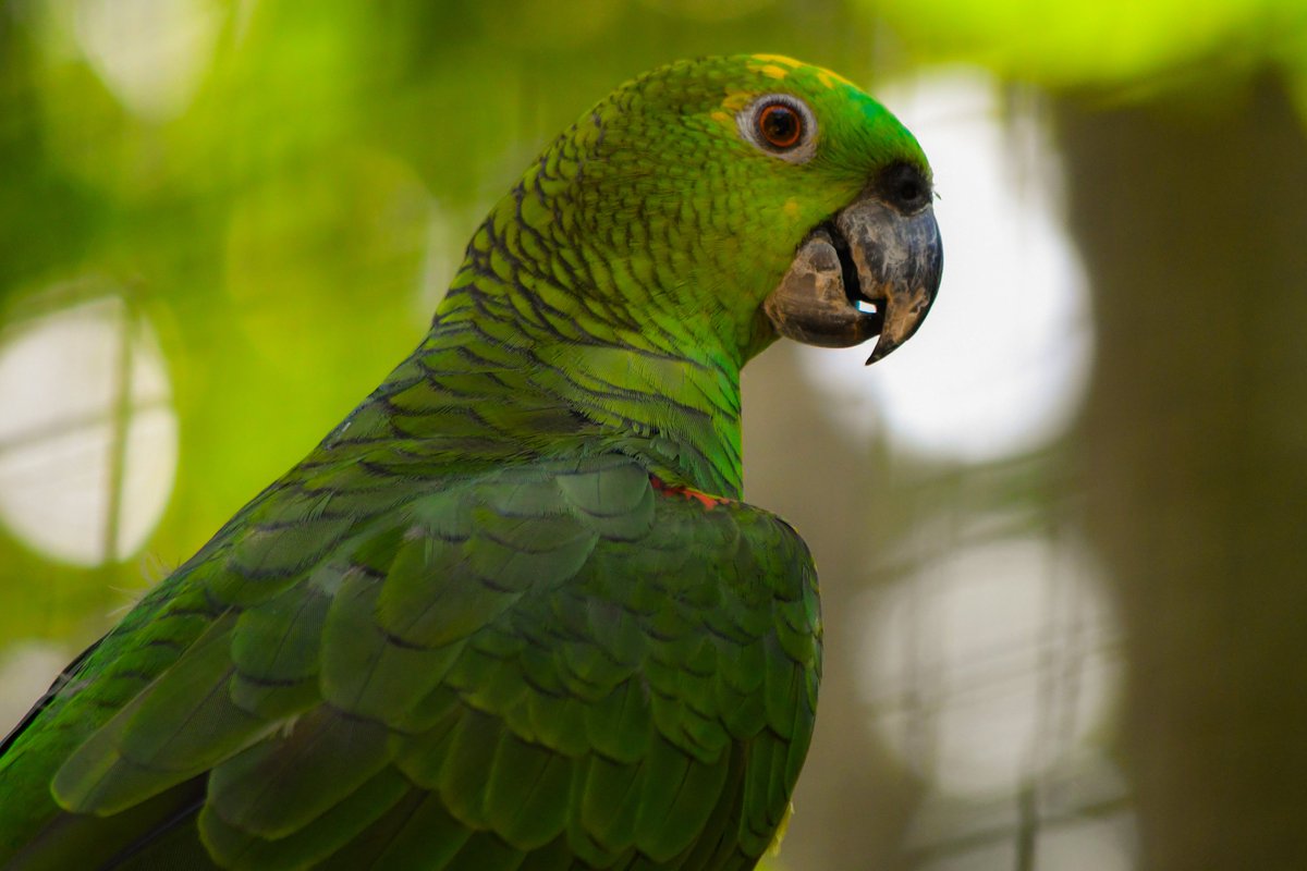 Iguazu Falls are home to over 2000 species of plants, 400 species of birds and 80 mammals, as well as countless butterflies and other species 🇦🇷🇧🇷  #travel #nature #backpacking #travelphotography #TravelTheWorld #adventuretime #hikingadventures #parkchat #neverstopexploring