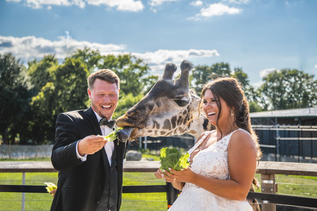 ToledoZoo's tweet photo. Recently engaged? Say "I Do!" at the Toledo Zoo! 🦒💍🐧
Contact the Group Sales Department at 419.385.5721 ext. 6001 to book your free site tour or learn more on our website: https://t.co/XxCFjLviNJ
#ToledoZoo #ToledoWedding https://t.co/OWw77dAkgg
