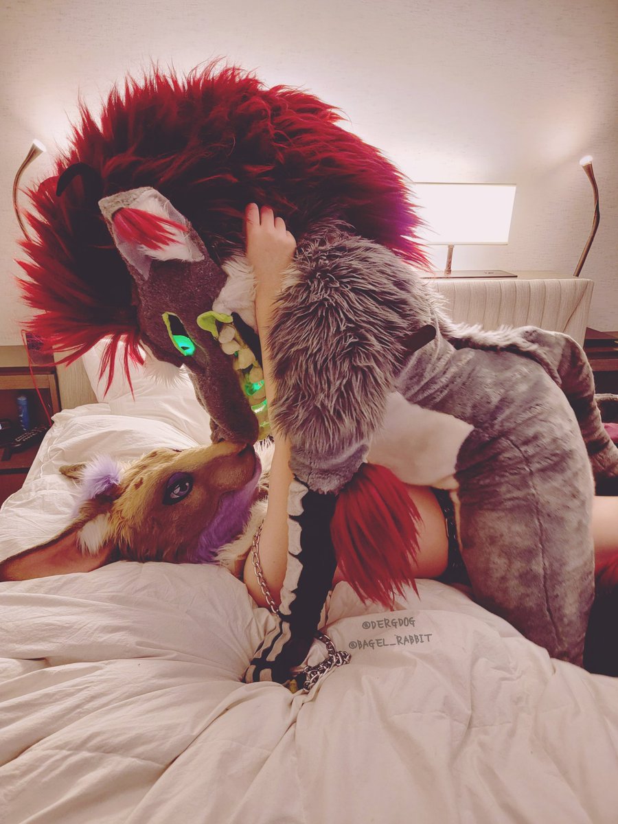 dergdog's tweet photo. how do dergdogs kiss?
with their teeth 👀💕

🐇: @bagel_rabbit
📸: @FeralFerrow https://t.co/dU9dVypENB