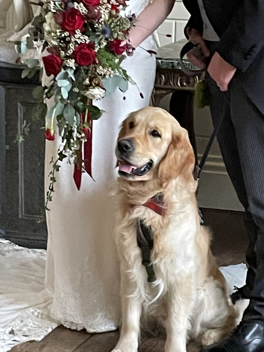 All done for 2022 and what a great boy to end the year with #dogsatweddings #engaged #2023weddings