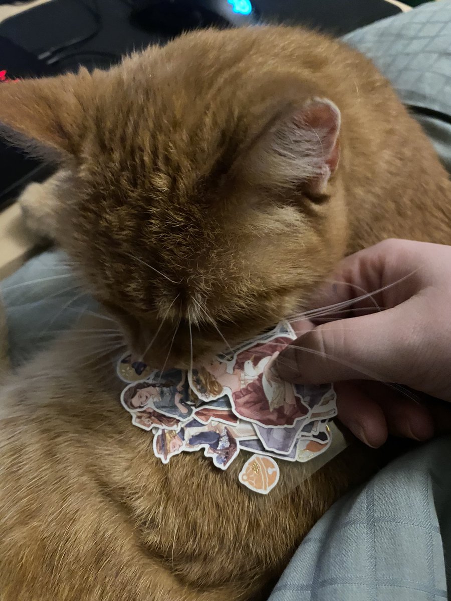 Maria_Jensn's tweet photo. Peanut sniffing some stickers that came with a penpal letter which arrived while I was gone #penpalooza #snailmail #penpal https://t.co/p1rDZ4s358