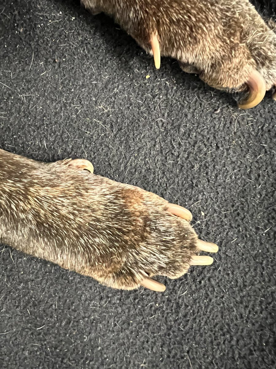 Herchy Boal tweet media