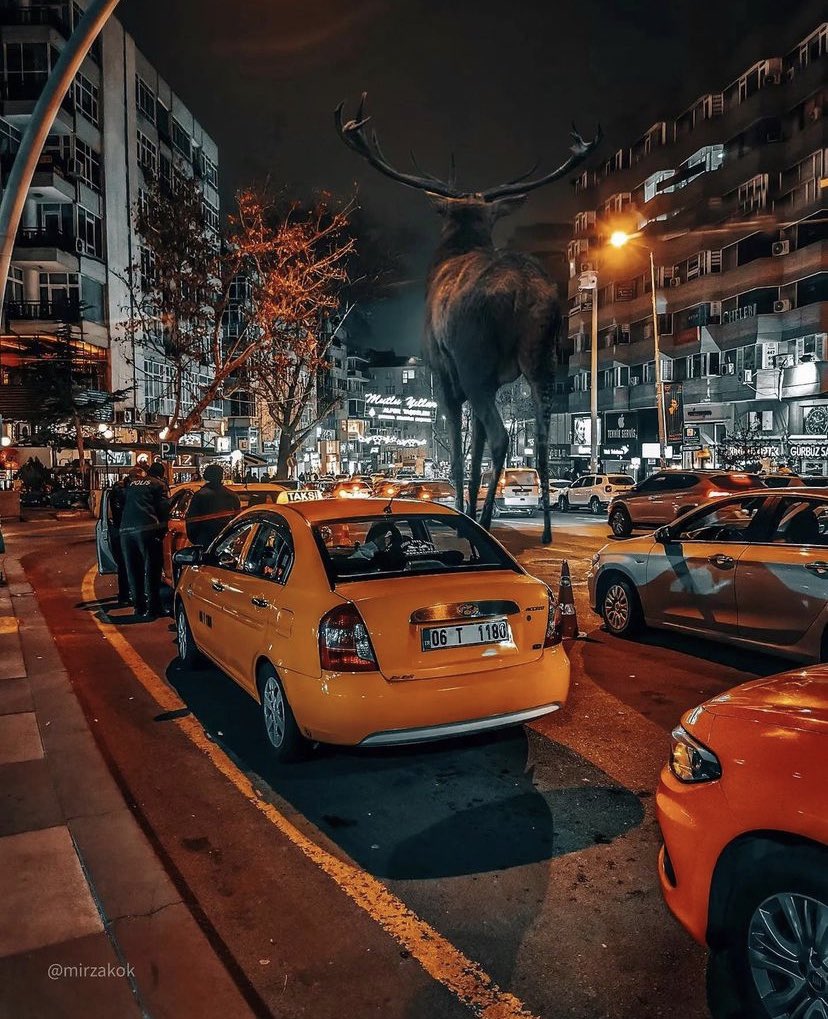wapluss's tweet photo. Hayvanlar alemi kolajıyla Ankara. https://t.co/SDFE6U9E87