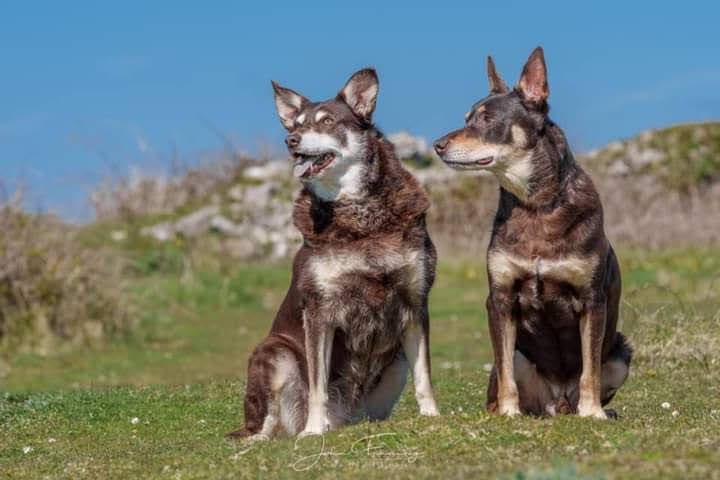 DogFriendly_UK's tweet photo. Do you remember when you joined Twitter? I do! #MyTwitterAnniversary in those 6 years we connected businesses who welcome dogs with owners reached more people thanks to our #Ambassadogs and Ambassador in the UK thank you to @DogsMonthly @DorsetLifeMag @ThePawPostUk @pxltreemedia https://t.co/prUHsfFK5j