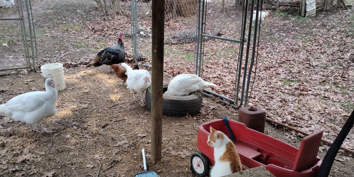 Kaytebearnrj's tweet photo. More pics to come! Big mike (brown green & purple Turkey) is strutting 2 a YouTube video! The chickens still dont have names yet🤷🏻♀️ weve got a Wheezy the male 🤍🦃 and a snow white & 1 that isnt named 🤷🏻♀️ most are #rescuepets #Rescue 2 were barter & trade! #firstset #moretocome https://t.co/E34uOLOa1I