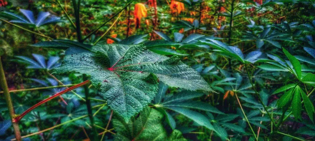 thestripesmag's tweet photo. Take a moment. Take a deep breath. Allow yourself be amazed by all the goodness around you.

Photo: Favour Emmanuel

#outinnature #breath #naturegoodness #stripesmag #Thestripesmag https://t.co/78xsjRoz7o