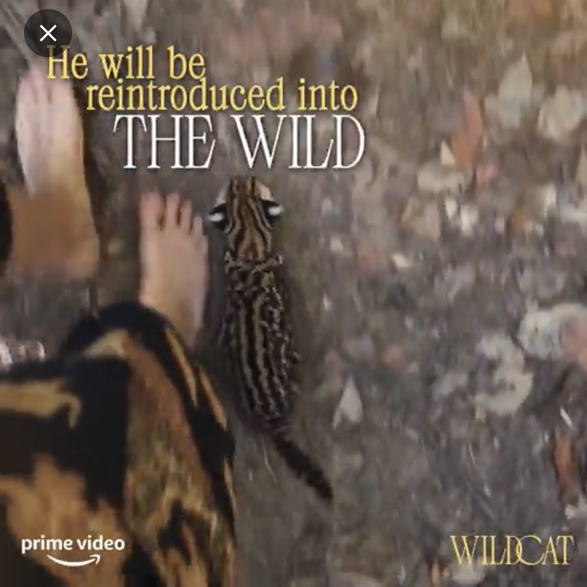 HonkIfUrHoary's tweet photo. What a wild and completely unpredictable series of events. Who could’ve known that treating wild animals as pets &amp; conditioning them towards people would make them unreleasable? https://t.co/6fEs2o4004