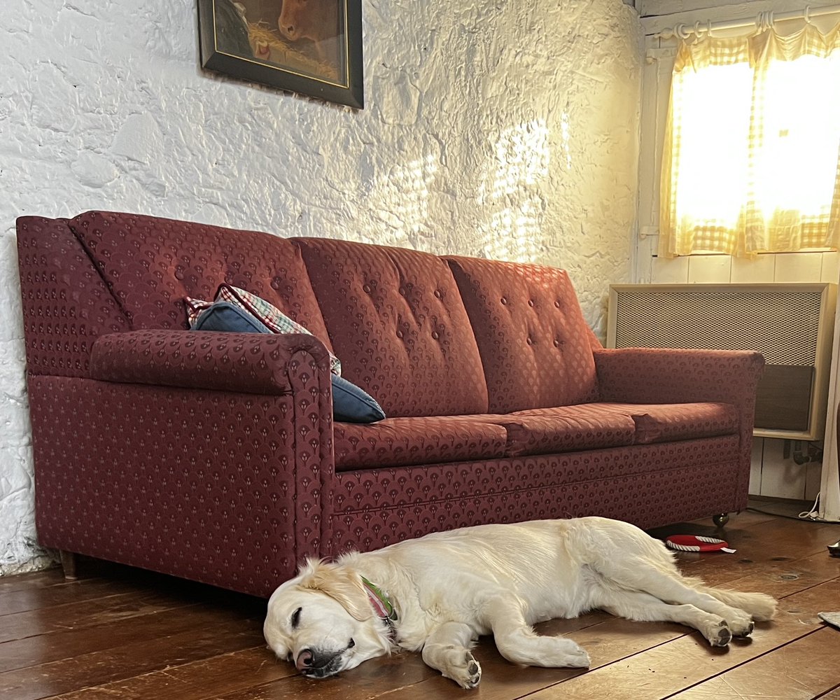 Layla the Dog tweet media