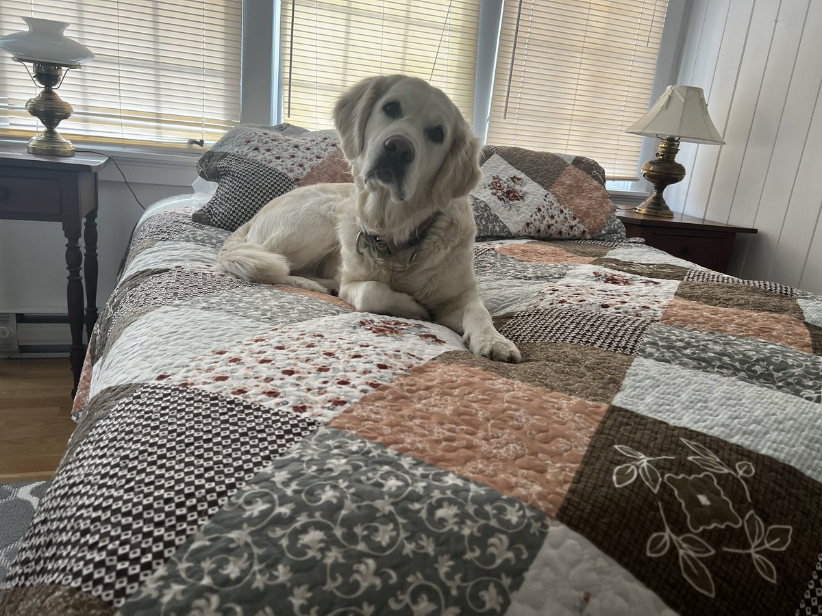 Layla the Dog tweet media