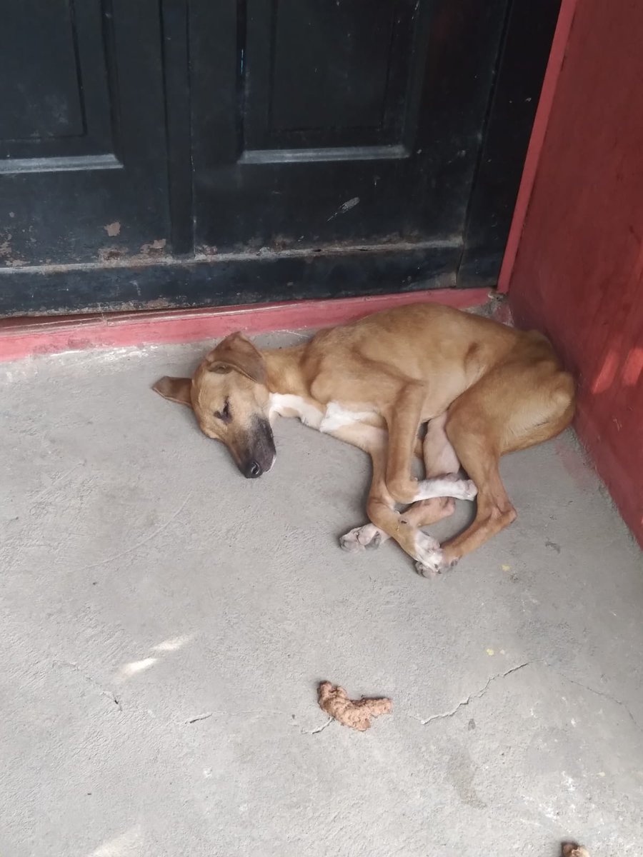 ApadrinaColitas's tweet photo. #casoExterno

Esta muriendo lentamente la vecina dicen que dijo que le echara agua caliente si no se mueve 
Piden ayuda pero no hay nadie quien ayude pueden comunicarse al 
7220 8618 https://t.co/g5qFDLBeT6