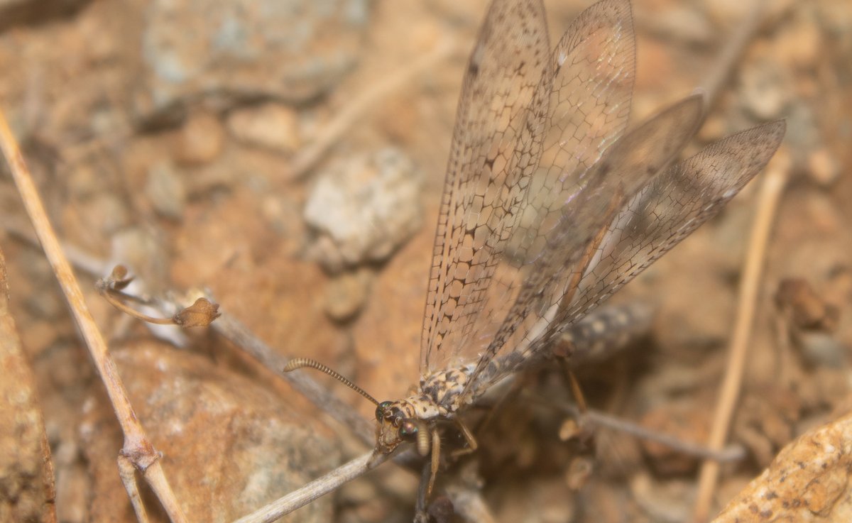 TomeoftheAbsurd's tweet photo. Entry #998455
Scotoleon expansus
#Antlion adults only live for around one month after their years as a larva. While our lives may seem far longer, we, too, have a cosmically tiny amount of time to appreciate this life, so we'd better appreciate every moment of it. https://t.co/KGzuIlacst