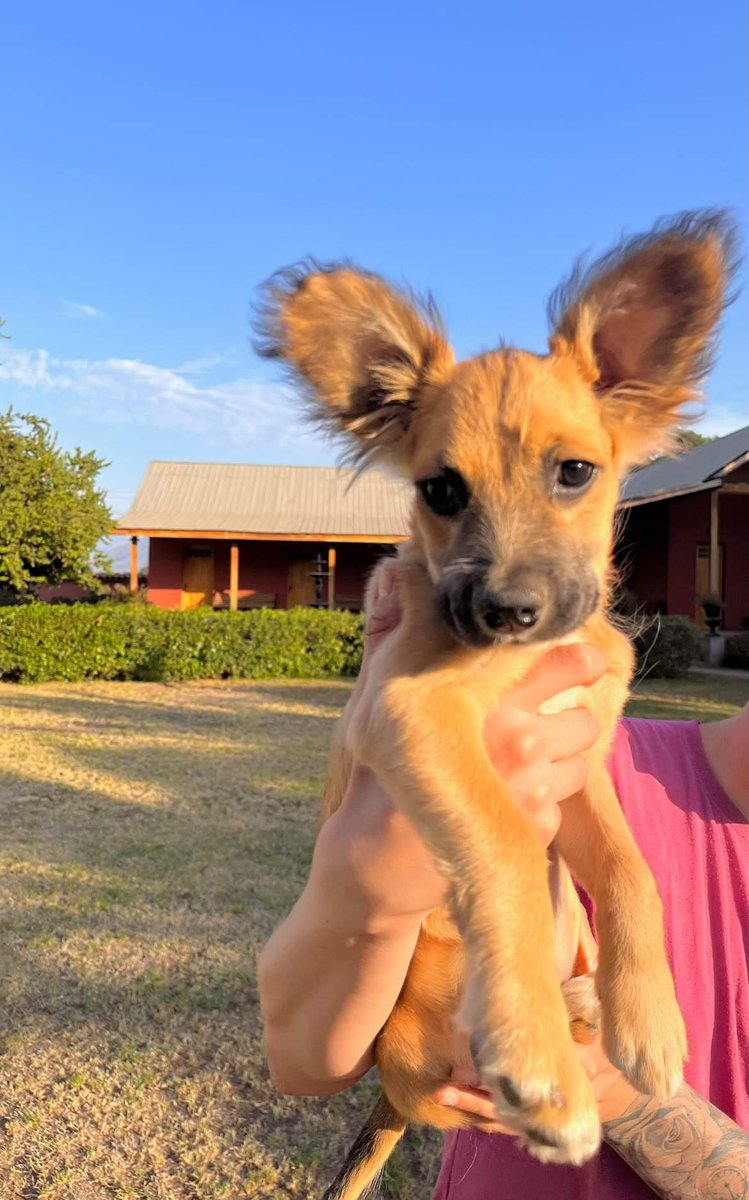 AnimalParaiso's tweet photo. Esta pequeña belleza busca hogar, dos meses de edad, se encuentra con su segunda vacuna y desparasitado. Su tamaño será pequeño/mediano. Es muy cariñoso y sociable con perros y gatos. 

Se encuentra en Limache pero se puede ir a dejar a otras comunas. 

Contacto: +56977187363. https://t.co/yLqV71IKKC